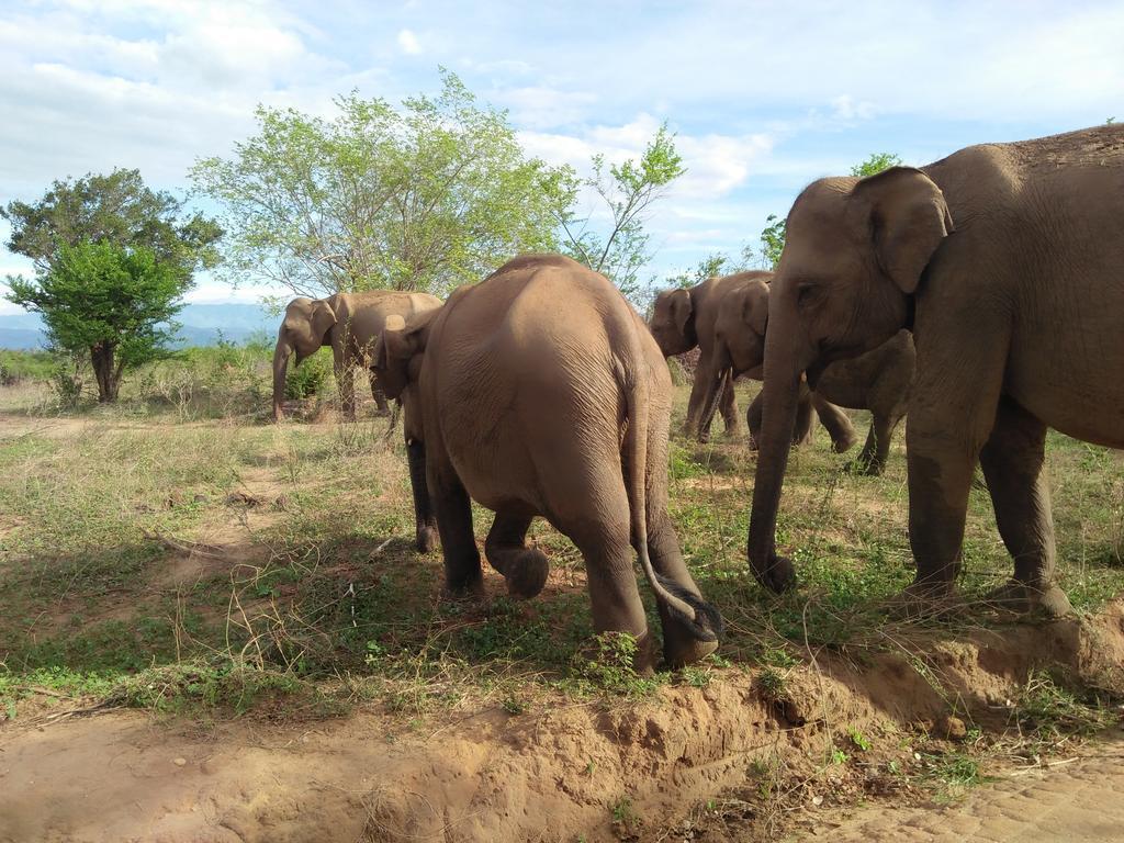 Brookline Safari Resort Udawalawe Buitenkant foto