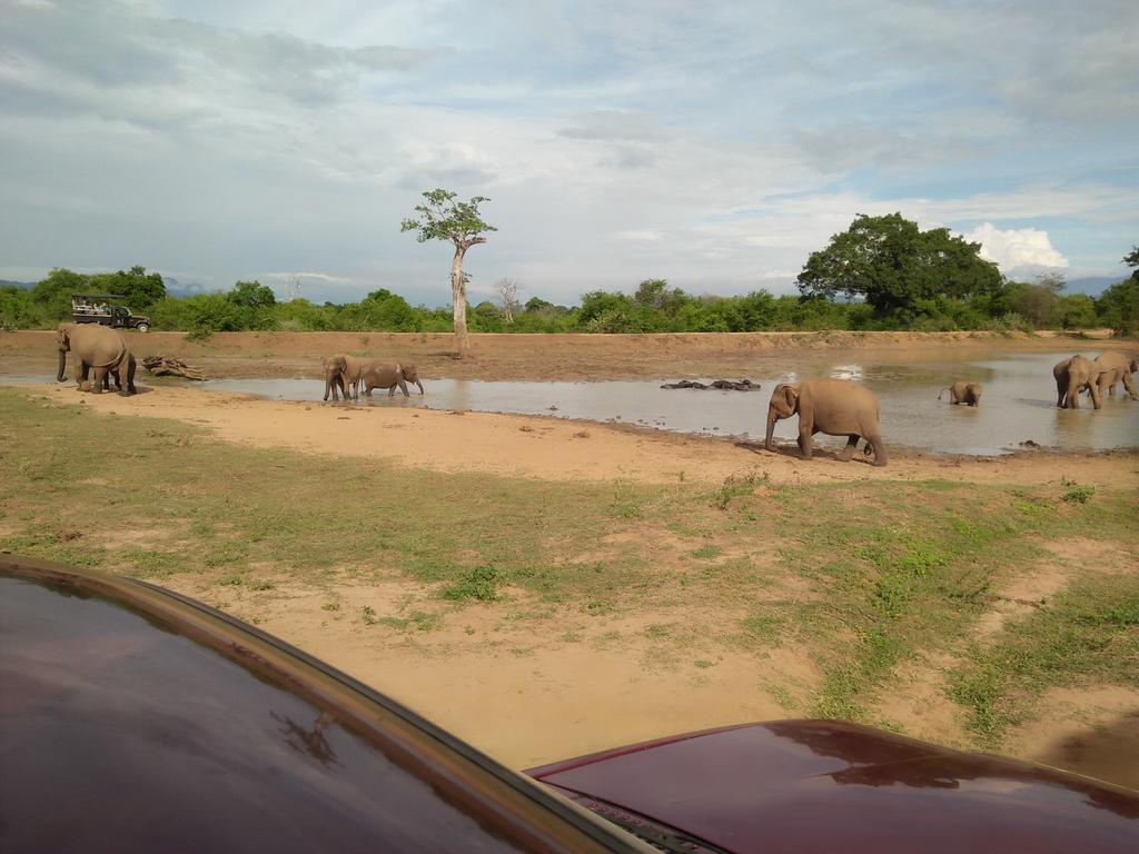 Brookline Safari Resort Udawalawe Buitenkant foto